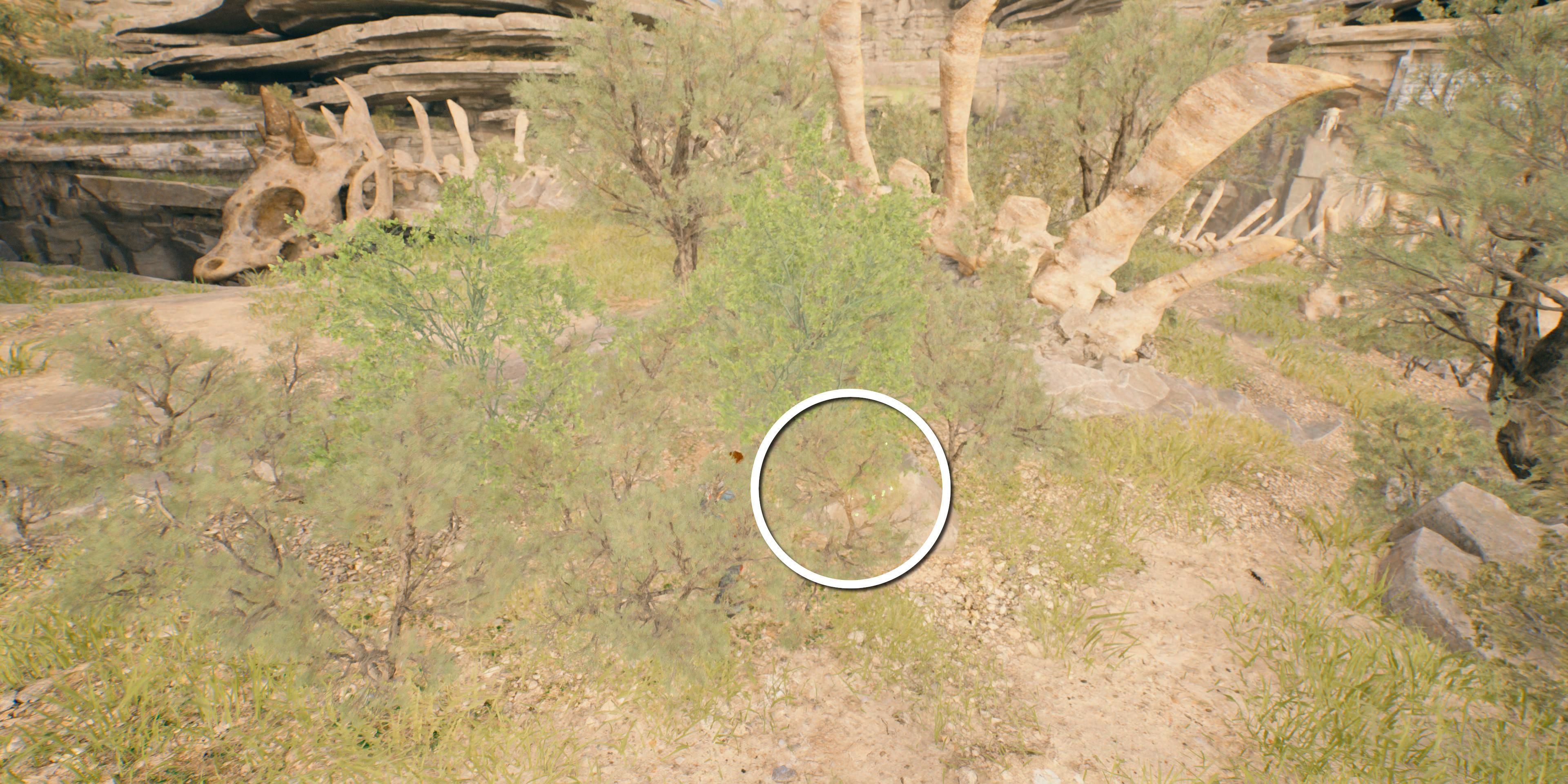 Unlock Every Koboh Seed Pod Location in Star Wars Jedi: Survivor