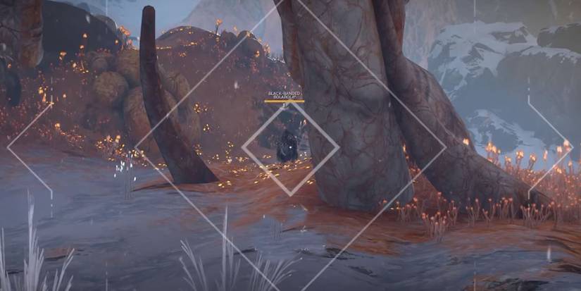 The Wild in Warframe