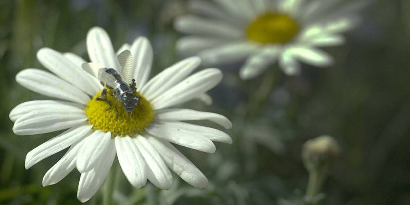 black-mirror-hated-nation Cropped