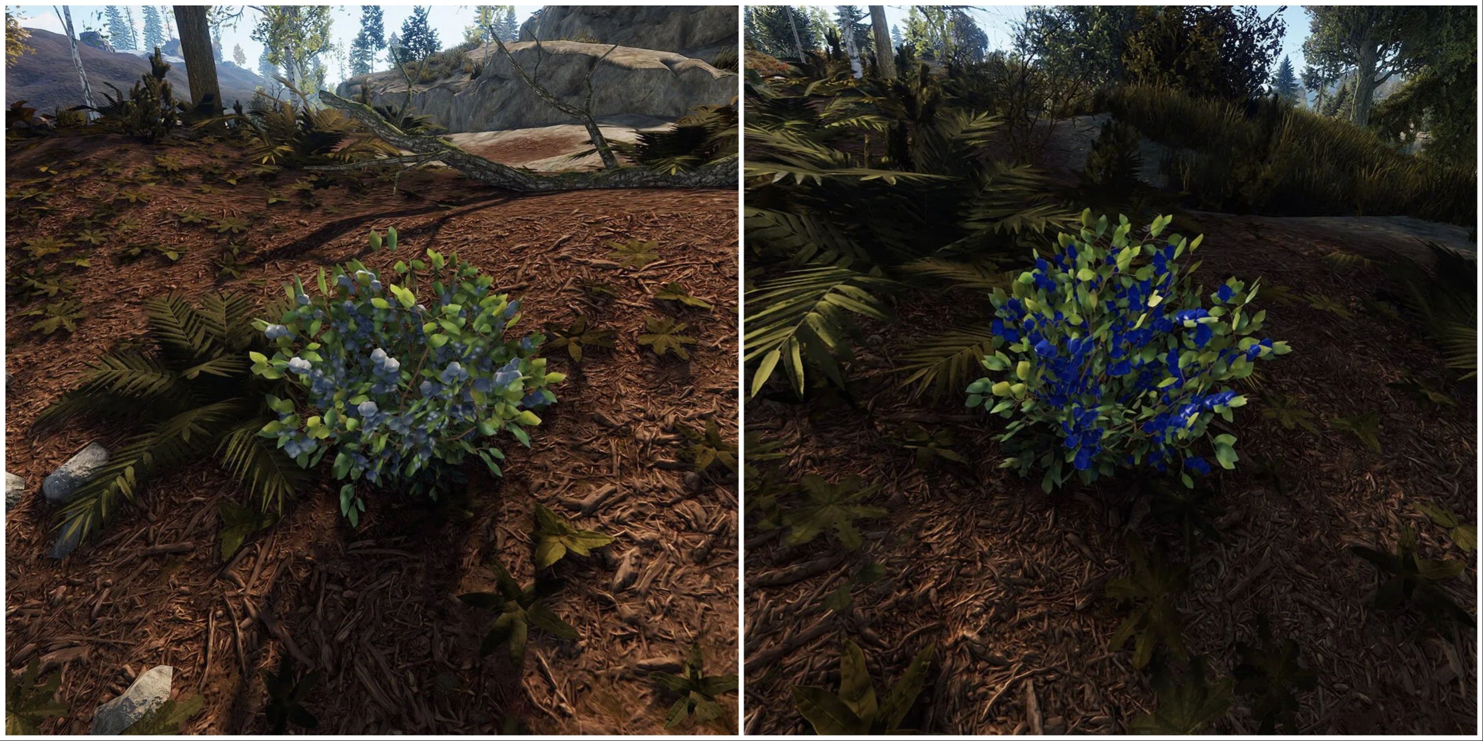 Blueberries in Rust