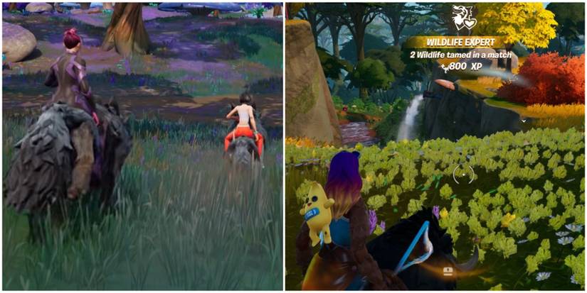 taming a wolf and a boar