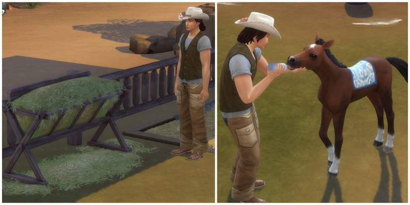 feeding a foal with hay stack or bottle