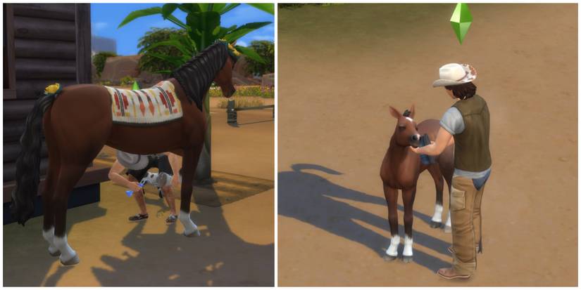 taking care of horse hoofs and cleaning coat