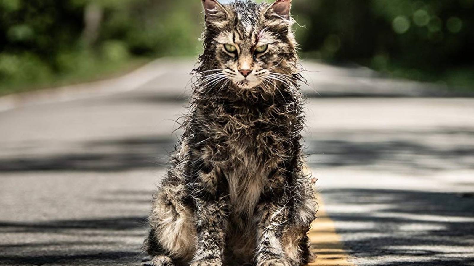 The cat in Pet Sematary: Bloodlines