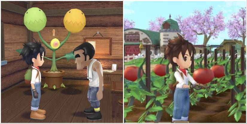 Takehura, Vinne, and a field in A Story of Seasons