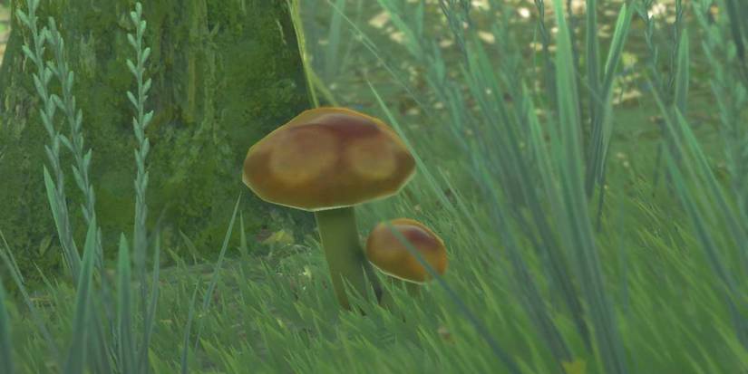 Zelda_ Tears of the Kingdom - All Mushroom Types & Where To Find Them hylian shroom