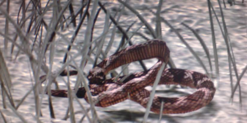 rattlesnake in red dead redemption