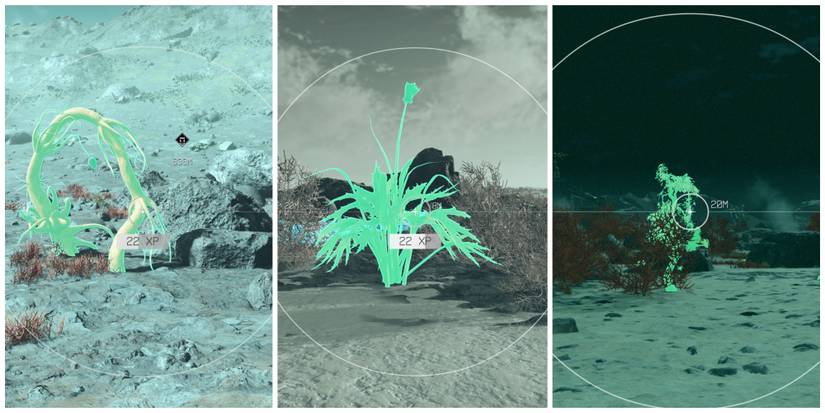 analyzing flora on kreet