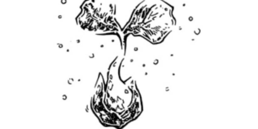 Erigeron bill hunter x hunter