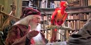 Harry Potter What Is Fawkes 