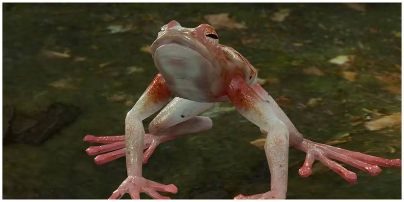 Baldur's Gate 3, Addled Frog