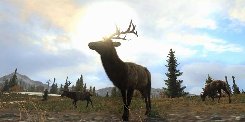 A deer in an open field, flanked in the background by two other deer grazing.