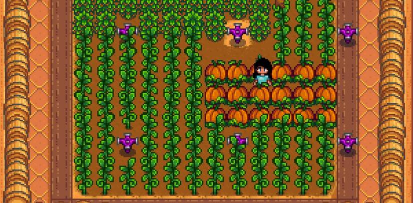 pumpkins-stardew