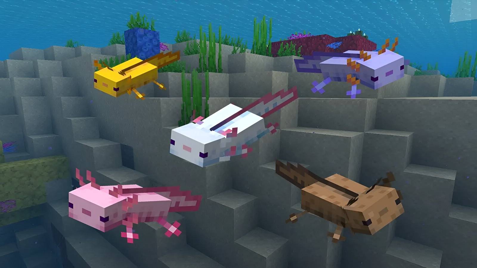 axolotl-underwater-all-colors