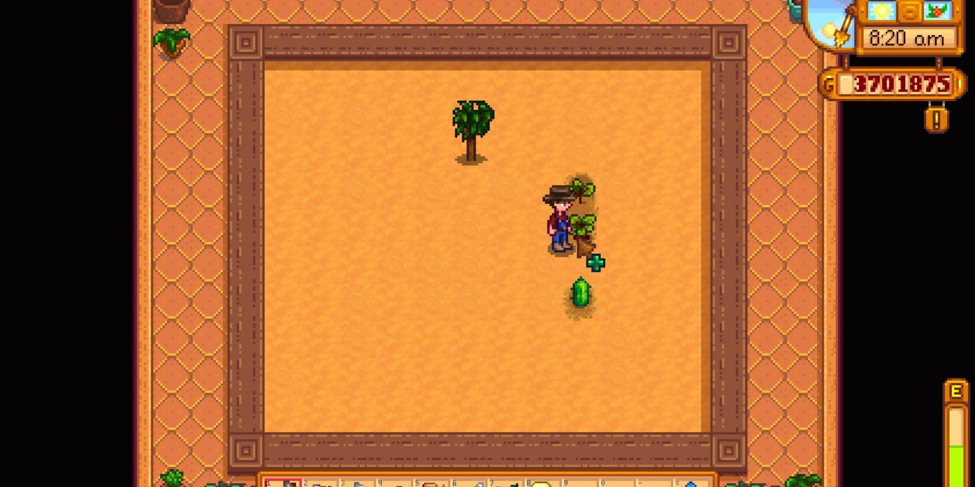 grown beets in stardew valley