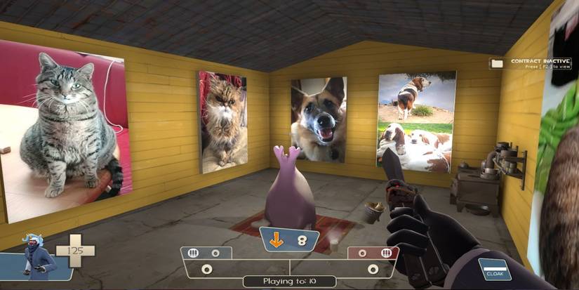 A room with a Seal sticking its tail in the air, with pictures of cats on the wall 