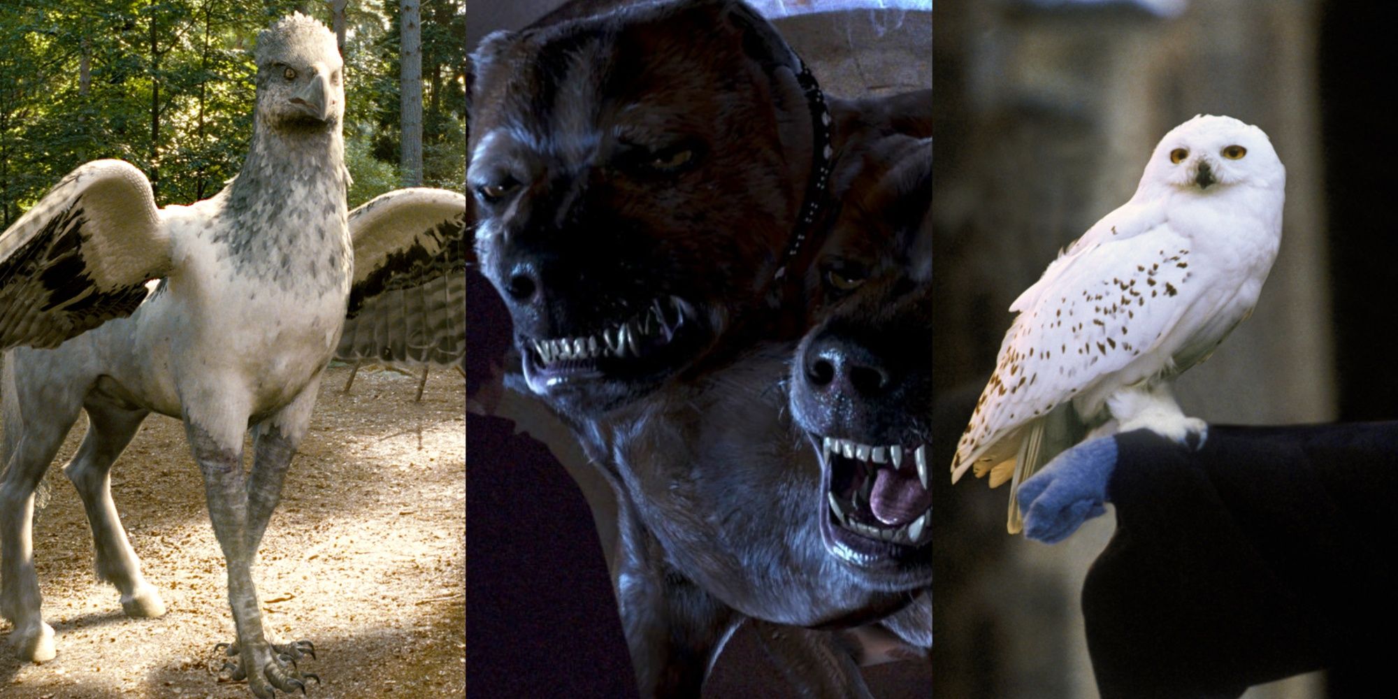 Feature Image of 8 Best Pets In Harry Potter, Ranked