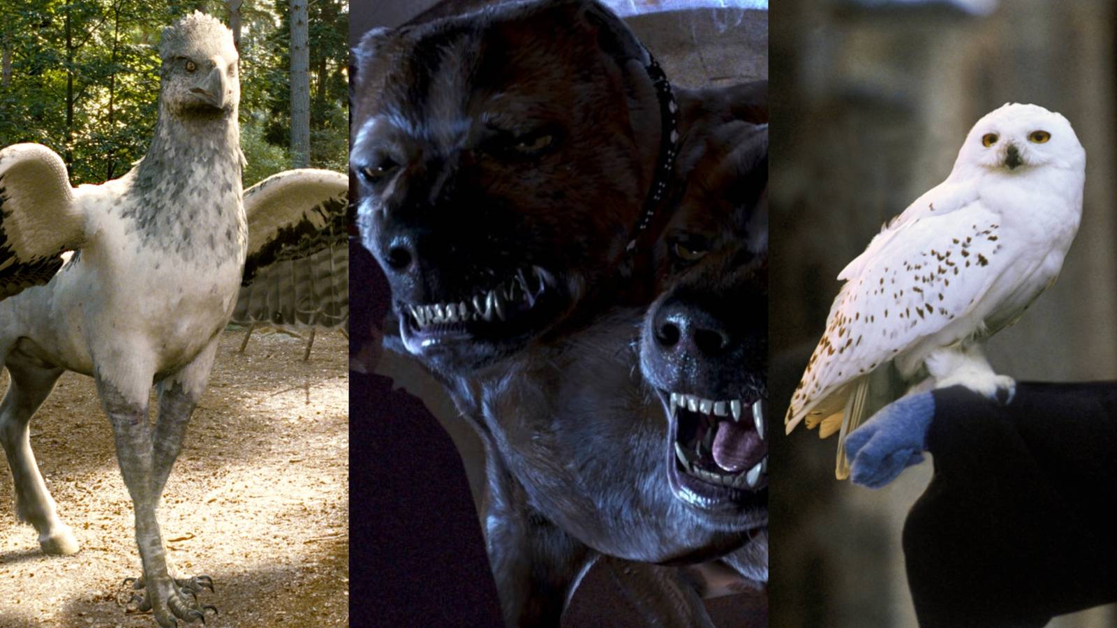 Feature Image of 8 Best Pets In Harry Potter, Ranked