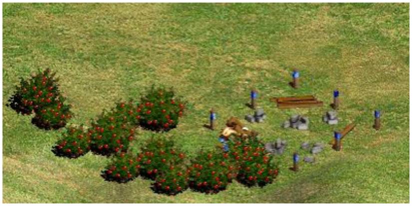 Age of Empires Berries
