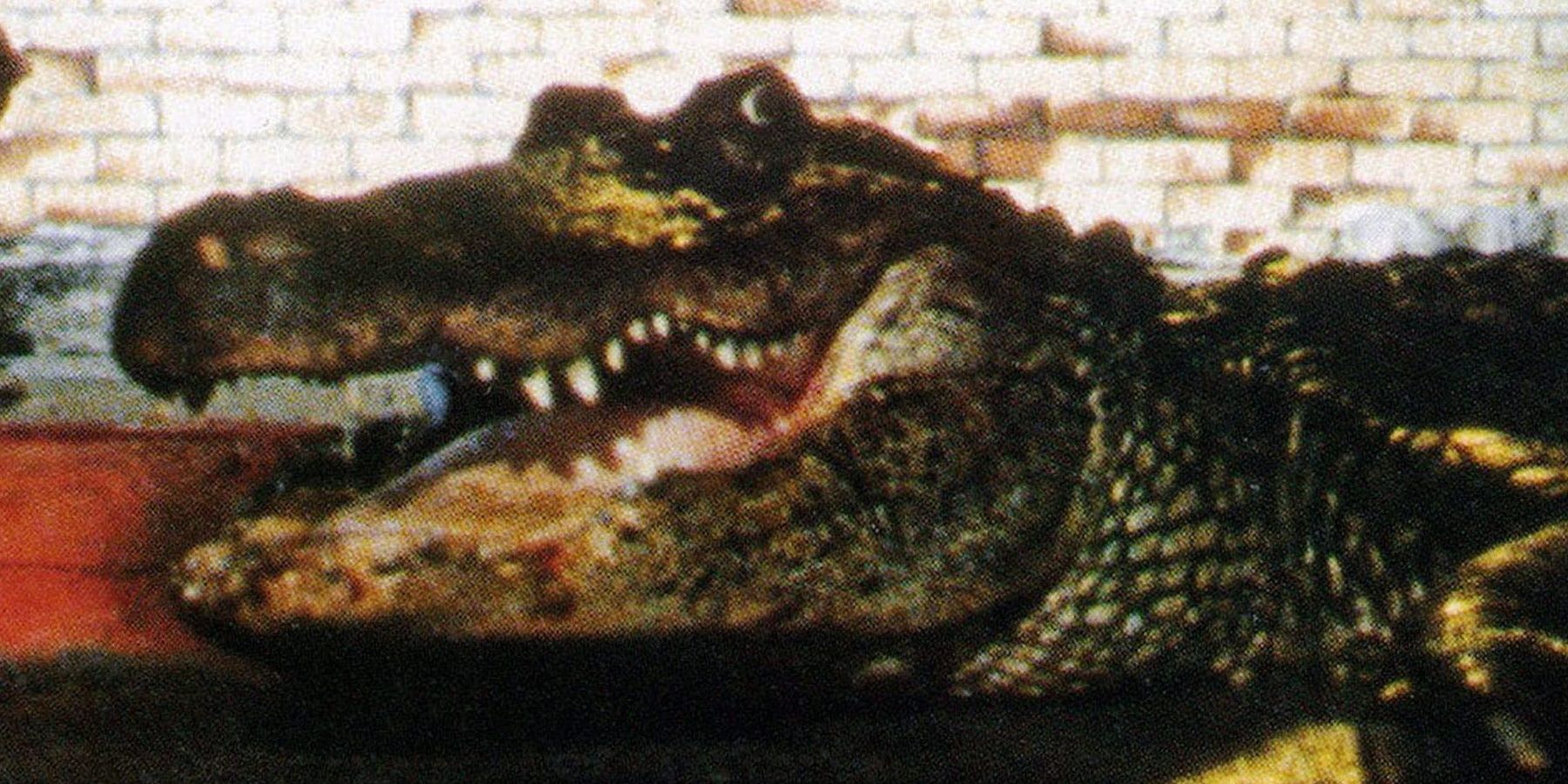 This 1980 Creature Feature Unleashes An Alligator on Chicago