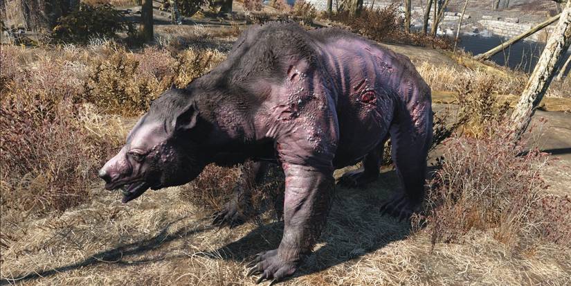 Dusky Yao Guai in Fallout 4