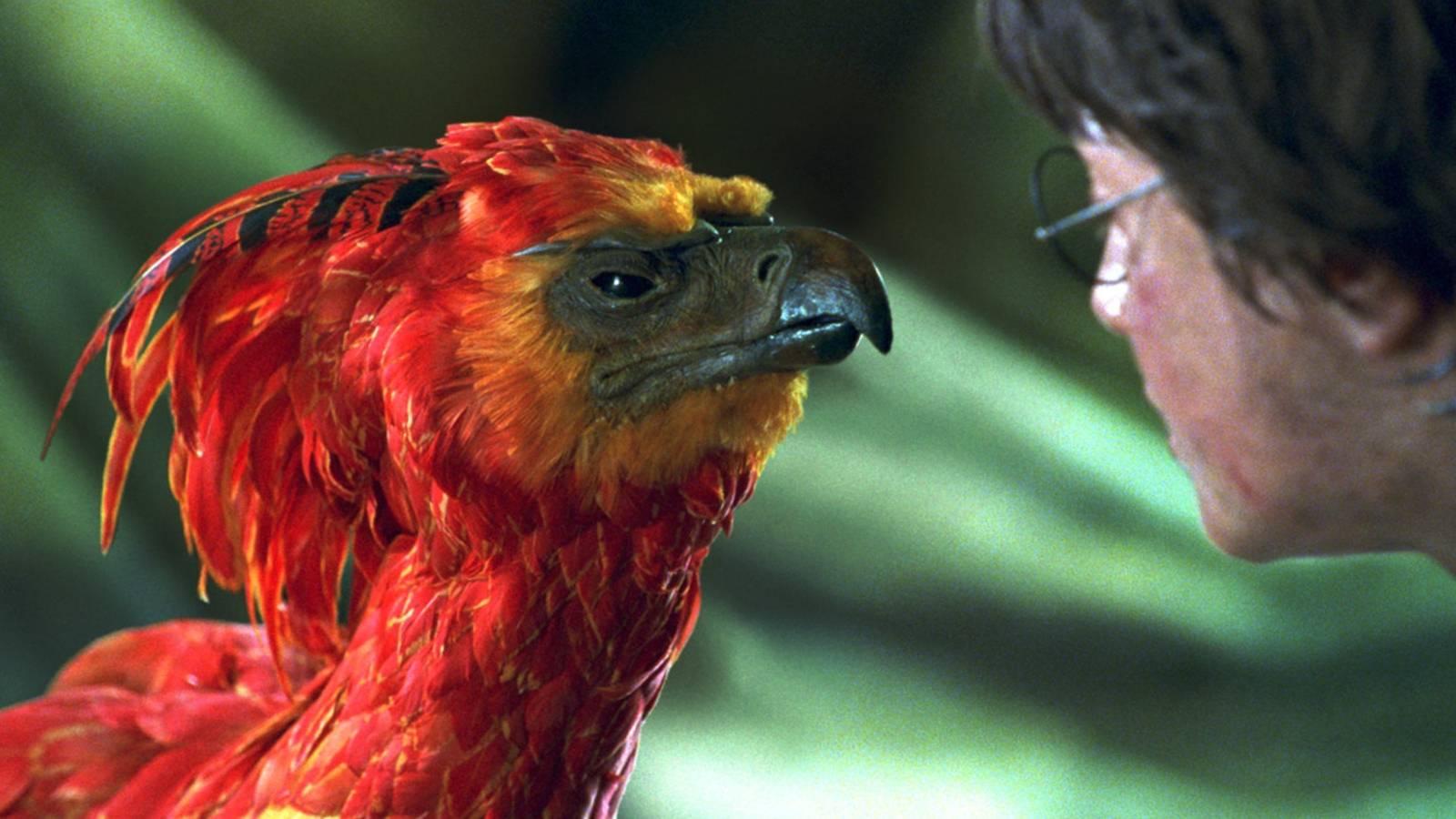 Fawkes in Harry Potter And the Chamber Of Secrets