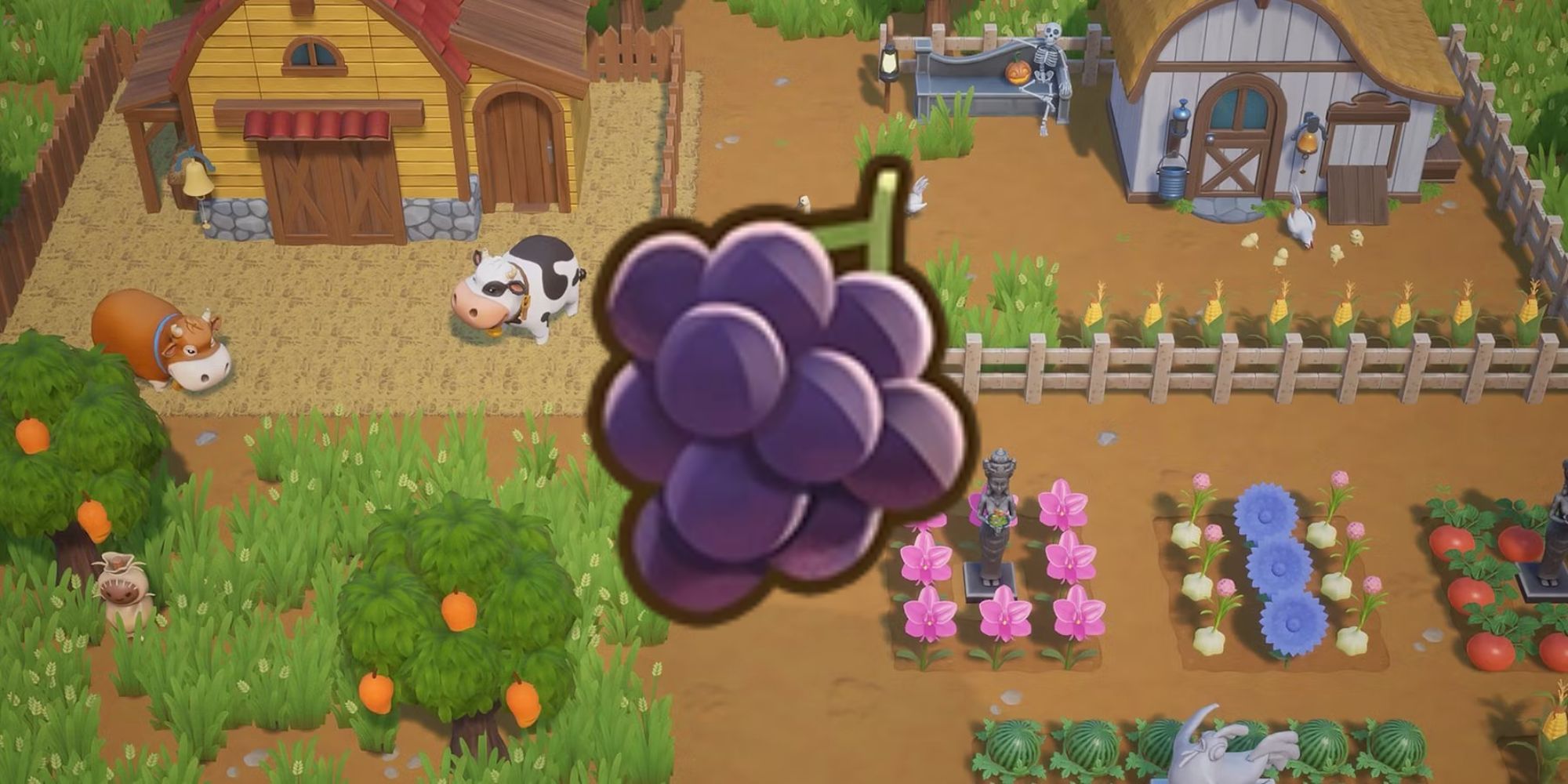 Grapes on a farming background in Coral Island