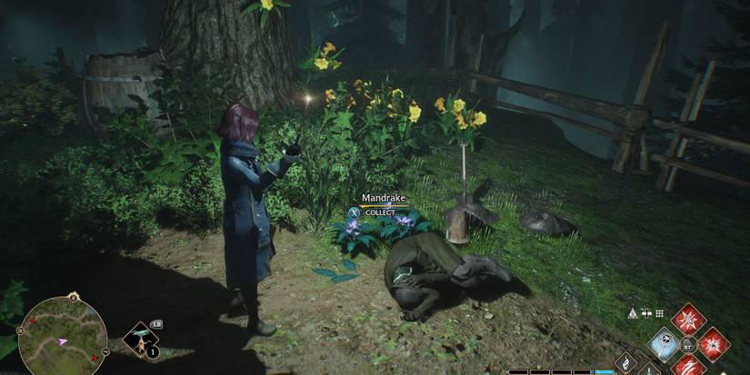 hogwarts legacy mandrake location