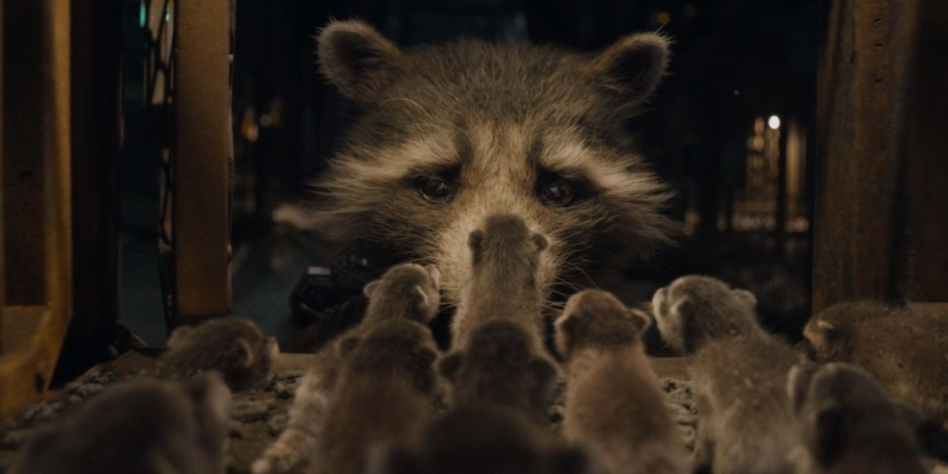 Rocket frees the baby raccoons in Guardians of the Galaxy Vol 3