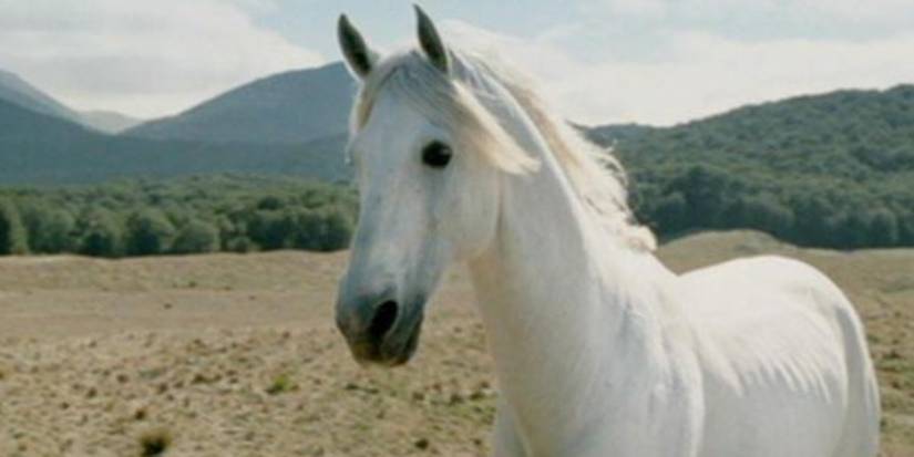Shadowfax in Lord of the Rings