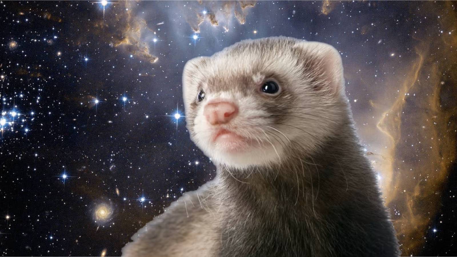 starfield_ferret_ship