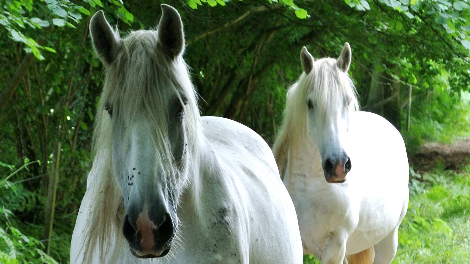 The Mearas From The Lord Of The Rings