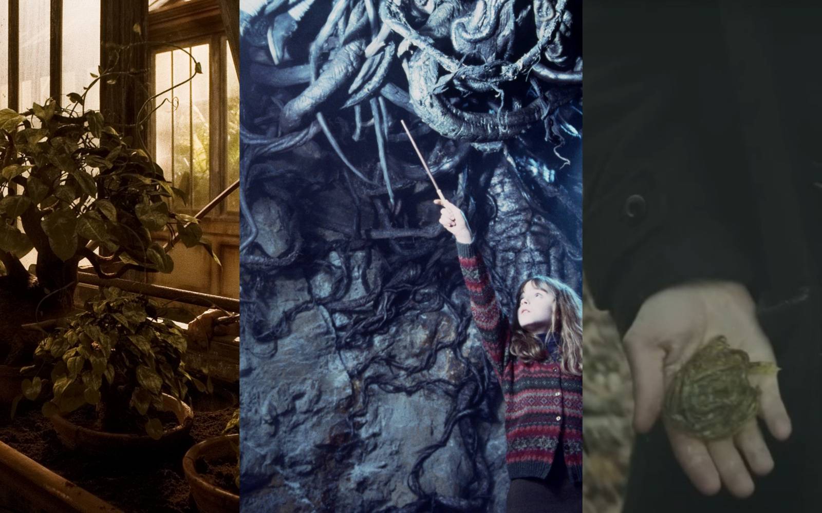 Powerful Magical Plants In Harry Potter