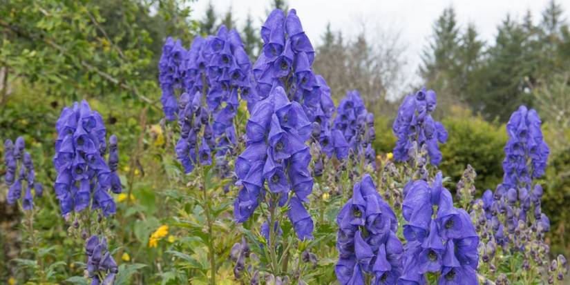 An Image of Harry Potter: Aconite