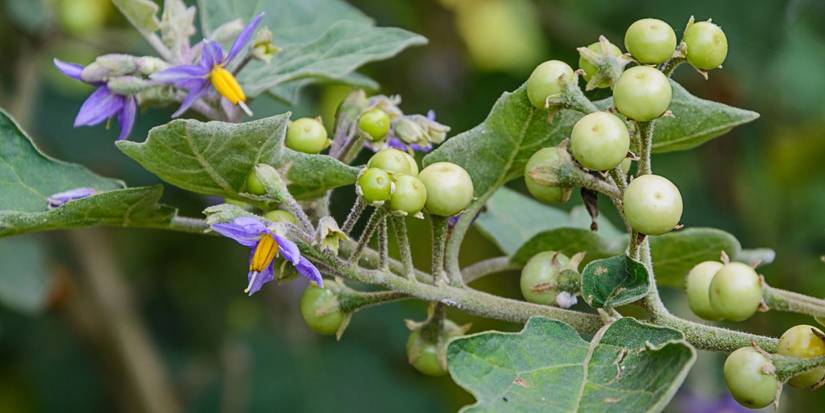 An Image of Harry Potter: Belladona