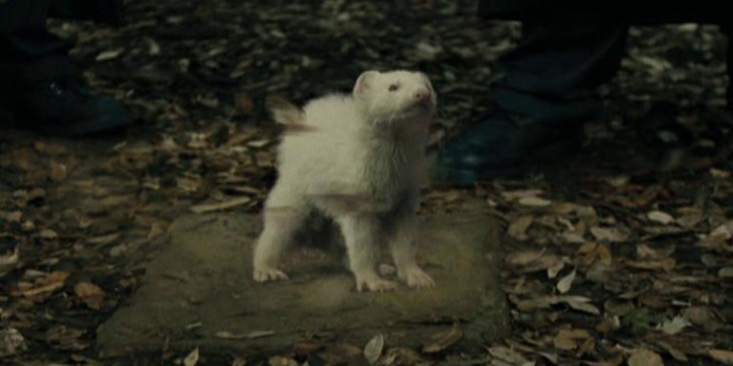 An Image of Harry Potter: Draco ferret