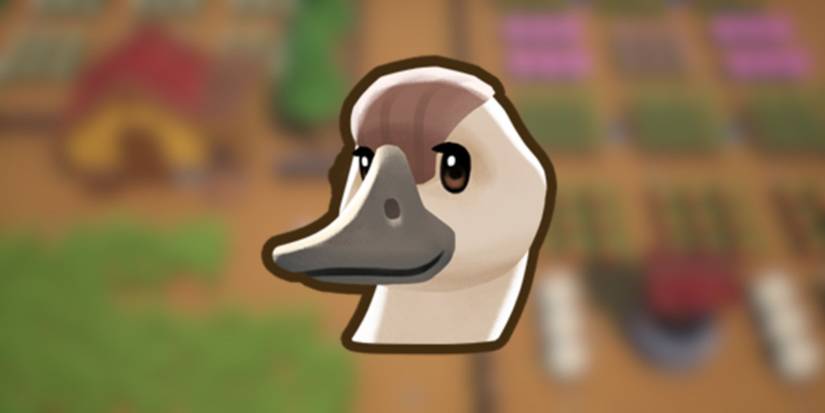 Duck in Coral Island