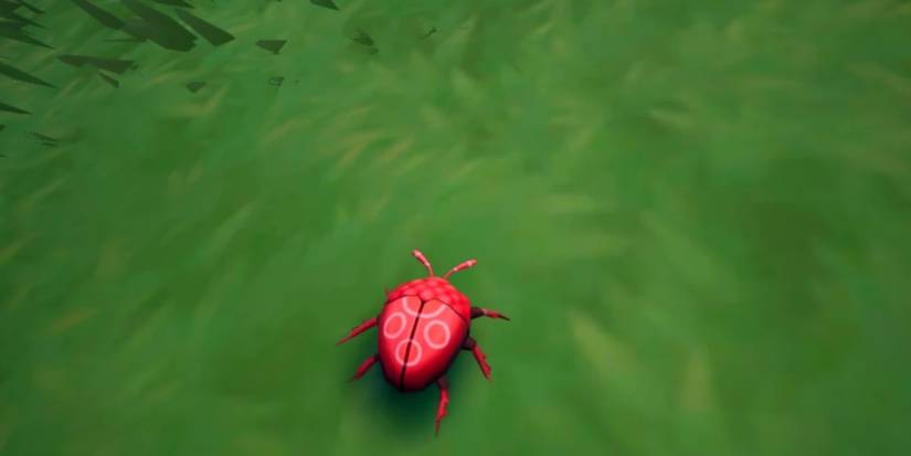 Palia Raspberry Beetle