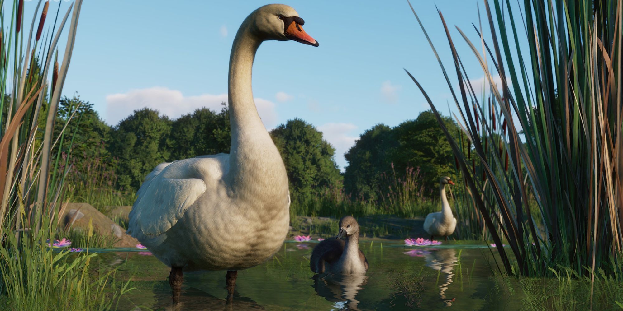 Planet Zoo Mute Swan