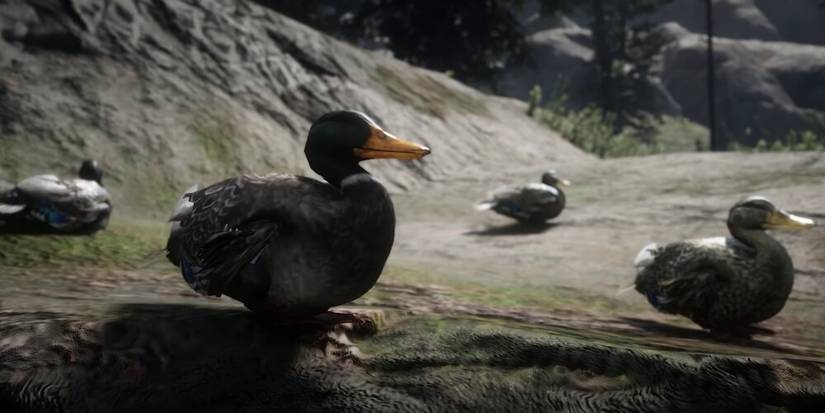 Group of ducks sitting together 