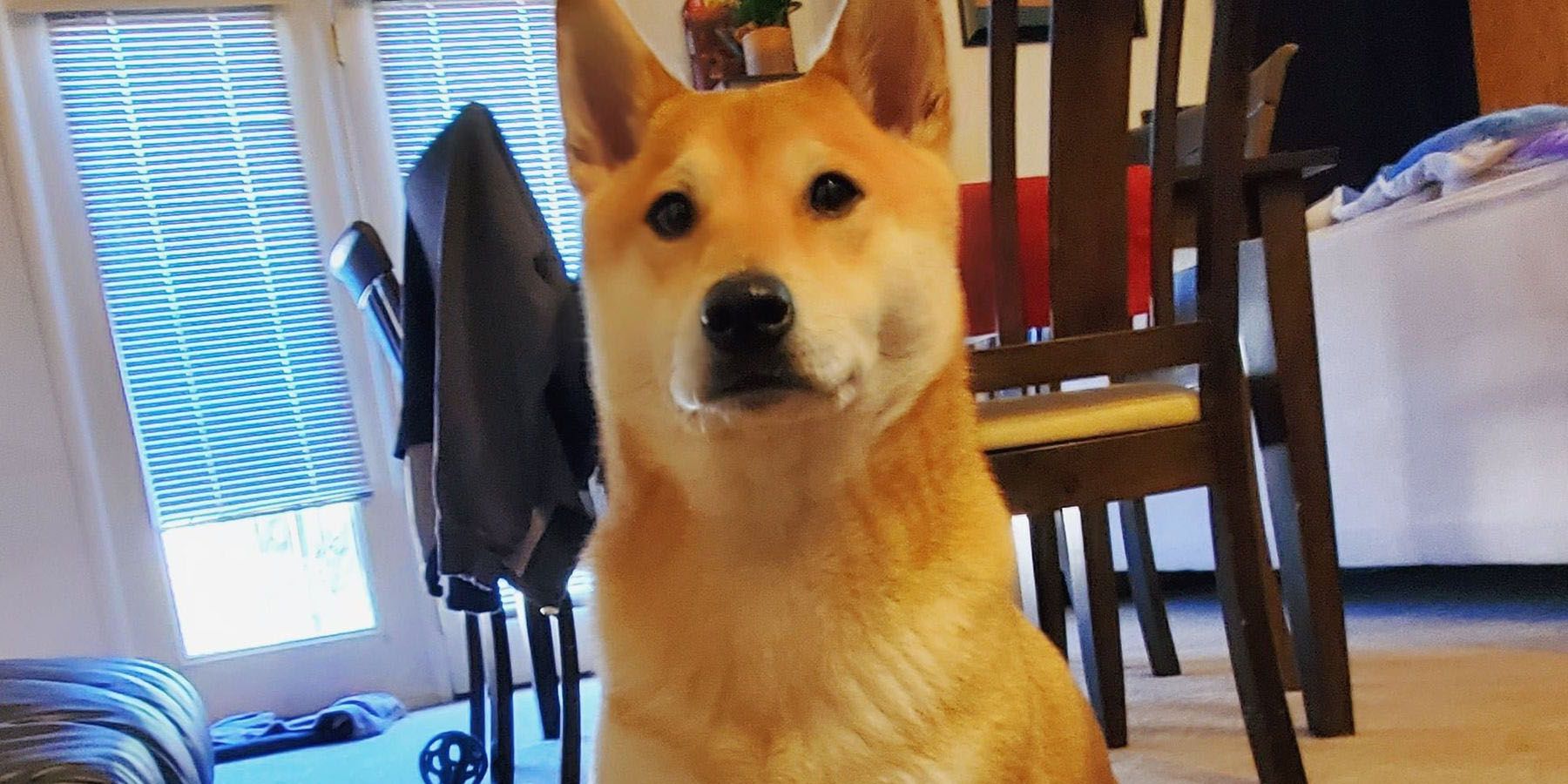 A photo of Peanut Butter, the Shiba Inu who performed a speedrun at AGDQ 2024.