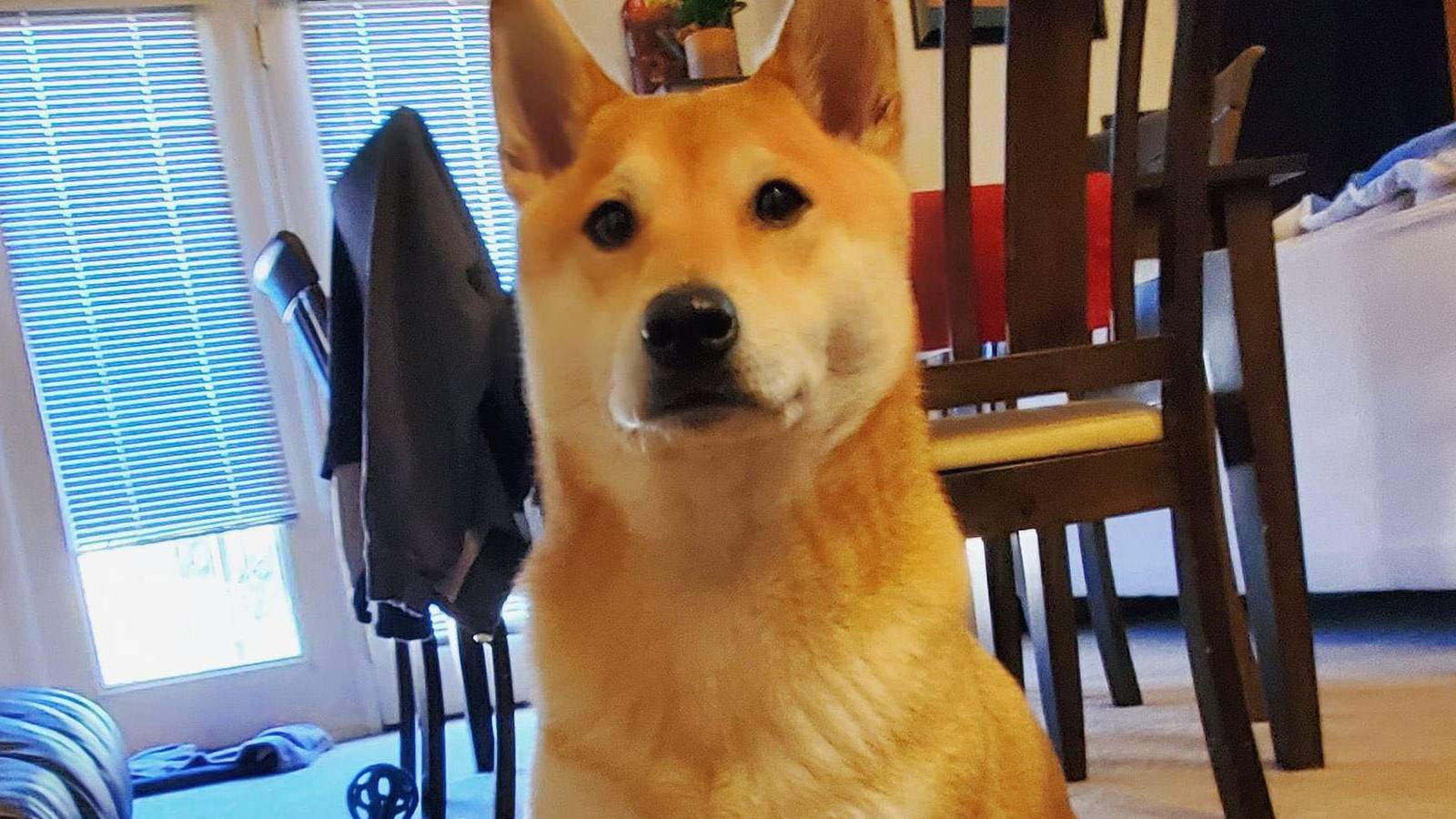 A photo of Peanut Butter, the Shiba Inu who performed a speedrun at AGDQ 2024.