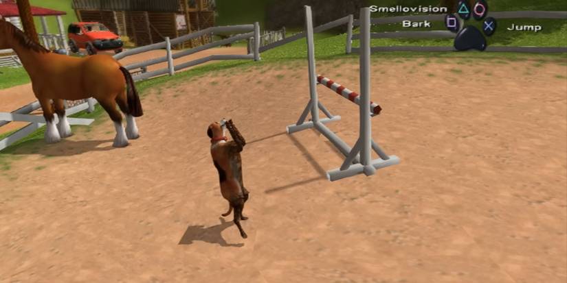 Dog's Life Dog Jumping Up And Down