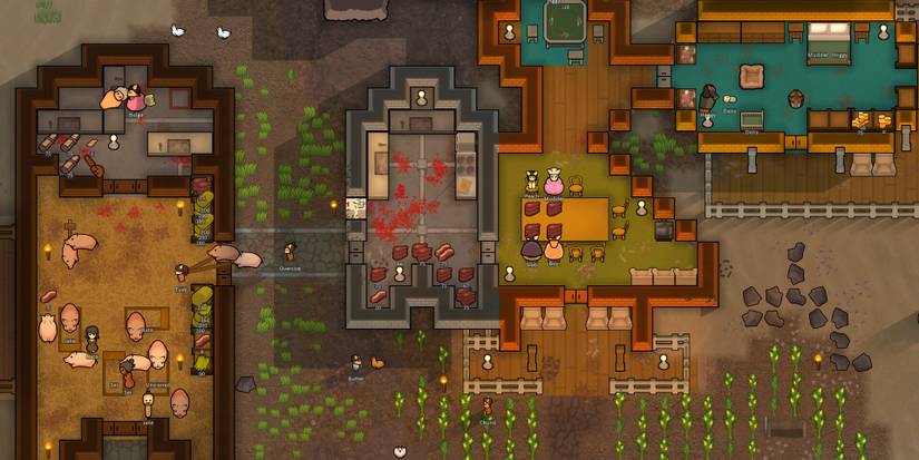 pig colonist eating dining