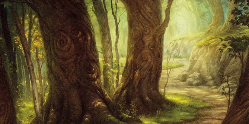 Trees with spiral patterns in the bark stand next to a sunlit trail through a forest. Sunbeams poke down to the ground