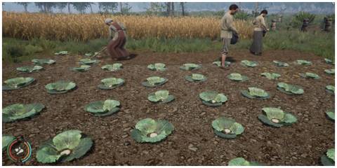 medieval dynasty cabbage