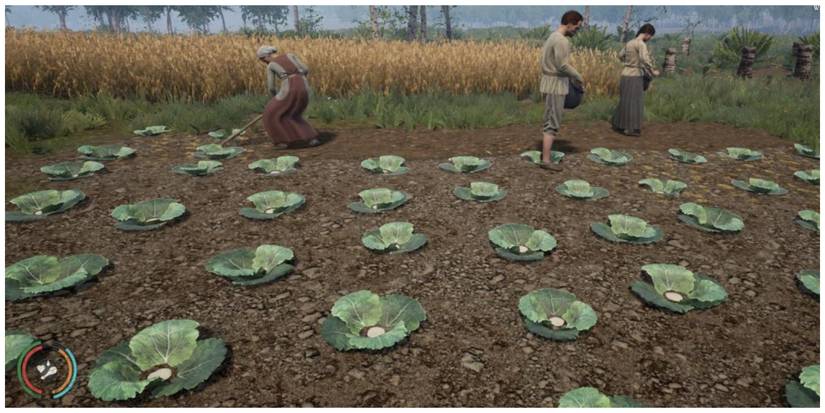 medieval dynasty cabbage