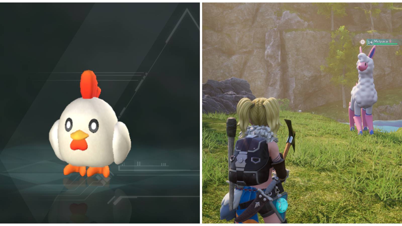 Split image of a renamed Chikipi and a character in front of a Melpaca in Palworld