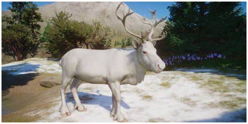 Planet Zoo Albino Moose