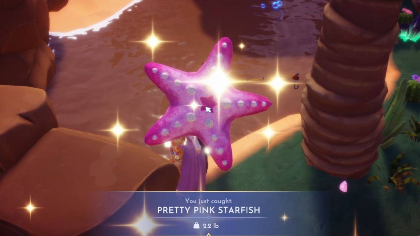 pretty pink starfish ddv